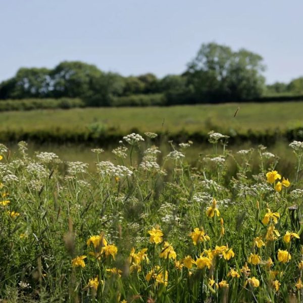 Heal Rewilding