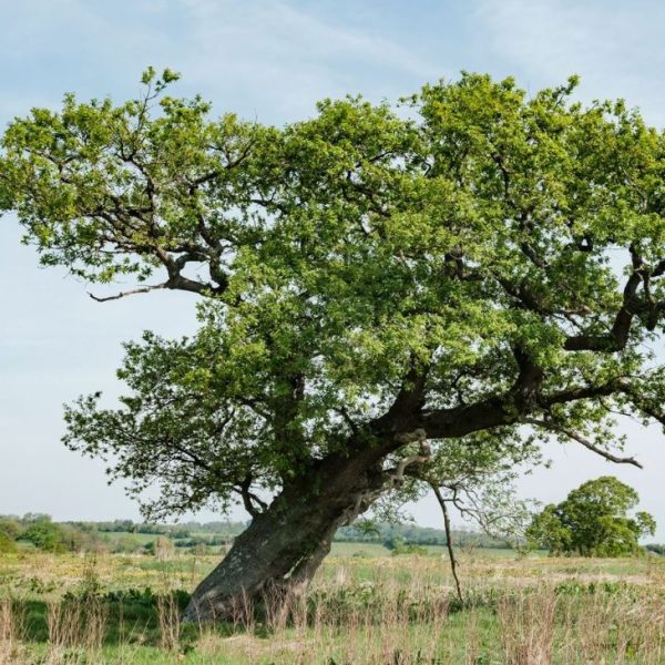 Heal Rewilding