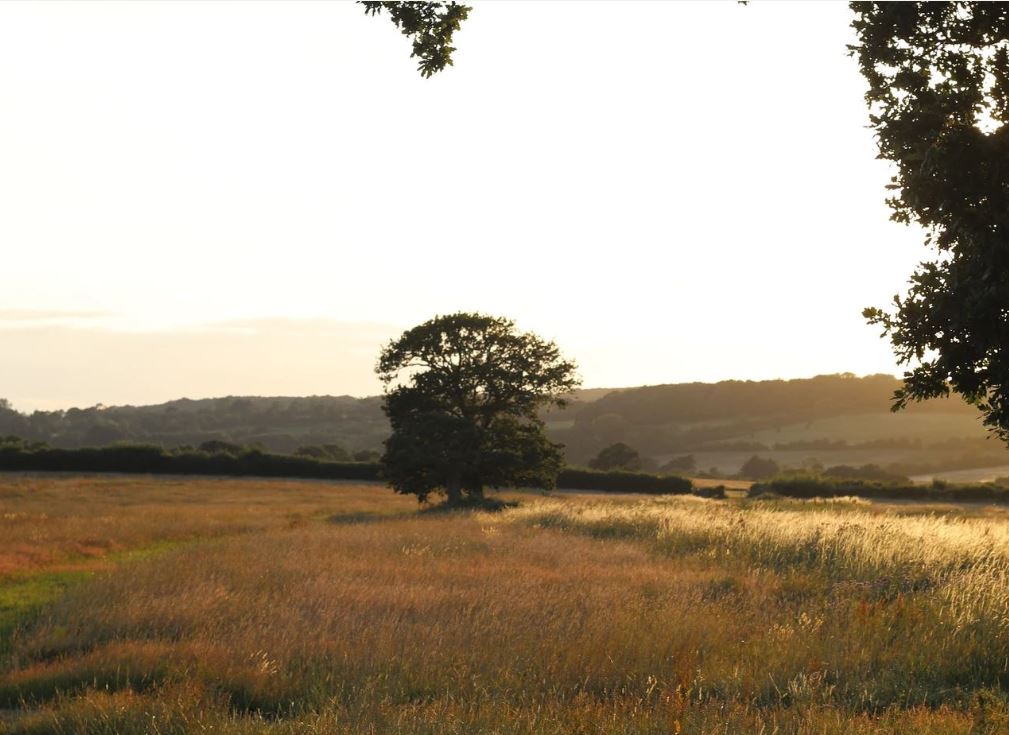 Heal Rewilding